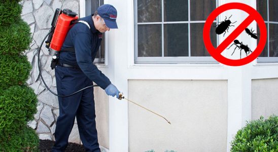 Tepebaşı Uçan Haşere İlaçlama böcek ilaçlama ve haşere kontrolü — ilaclama-tr.com